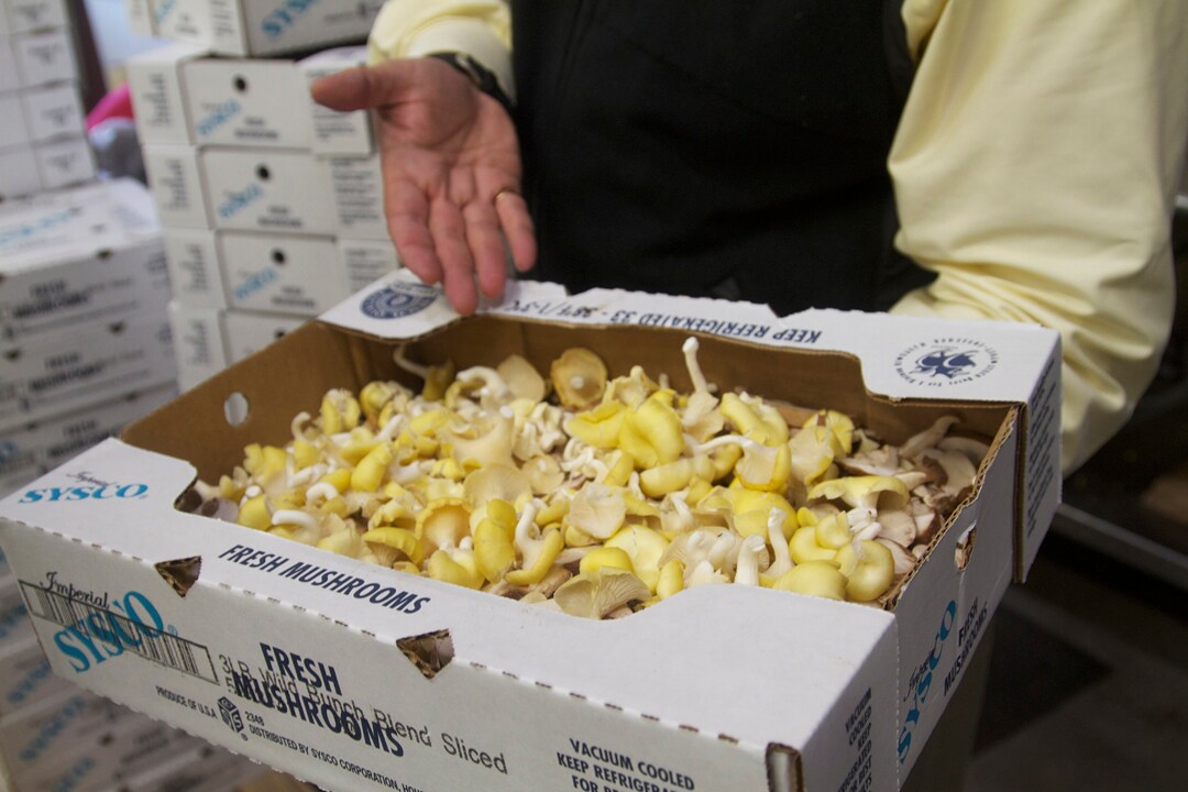 Modern Farms Mushrooms