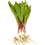 Wild Ramps
