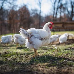 Cooks Venture Chicken - Regenerative Agriculture Meat