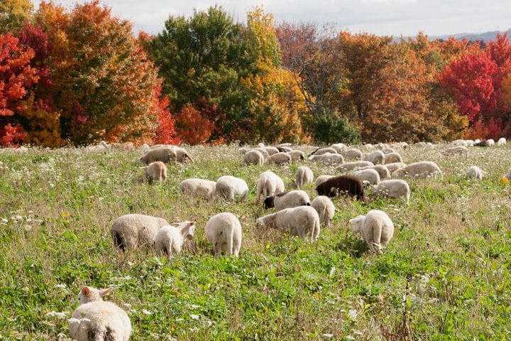 Brothers Ridge Farm Lambs on Pasture