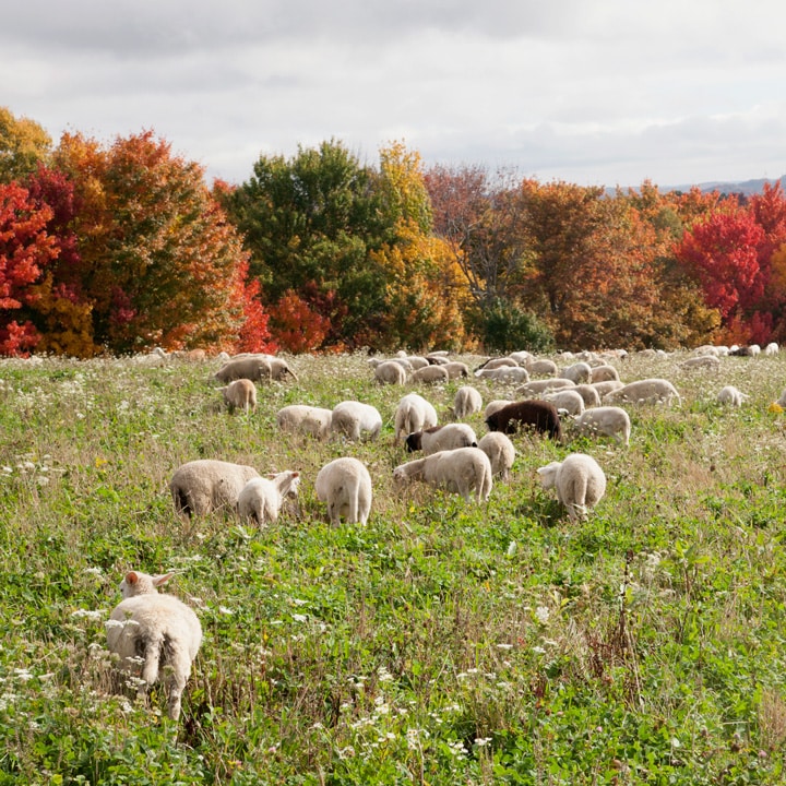 Brothers Ridge Farm Lambs on Pasture