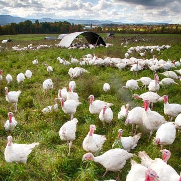 turkey-farm