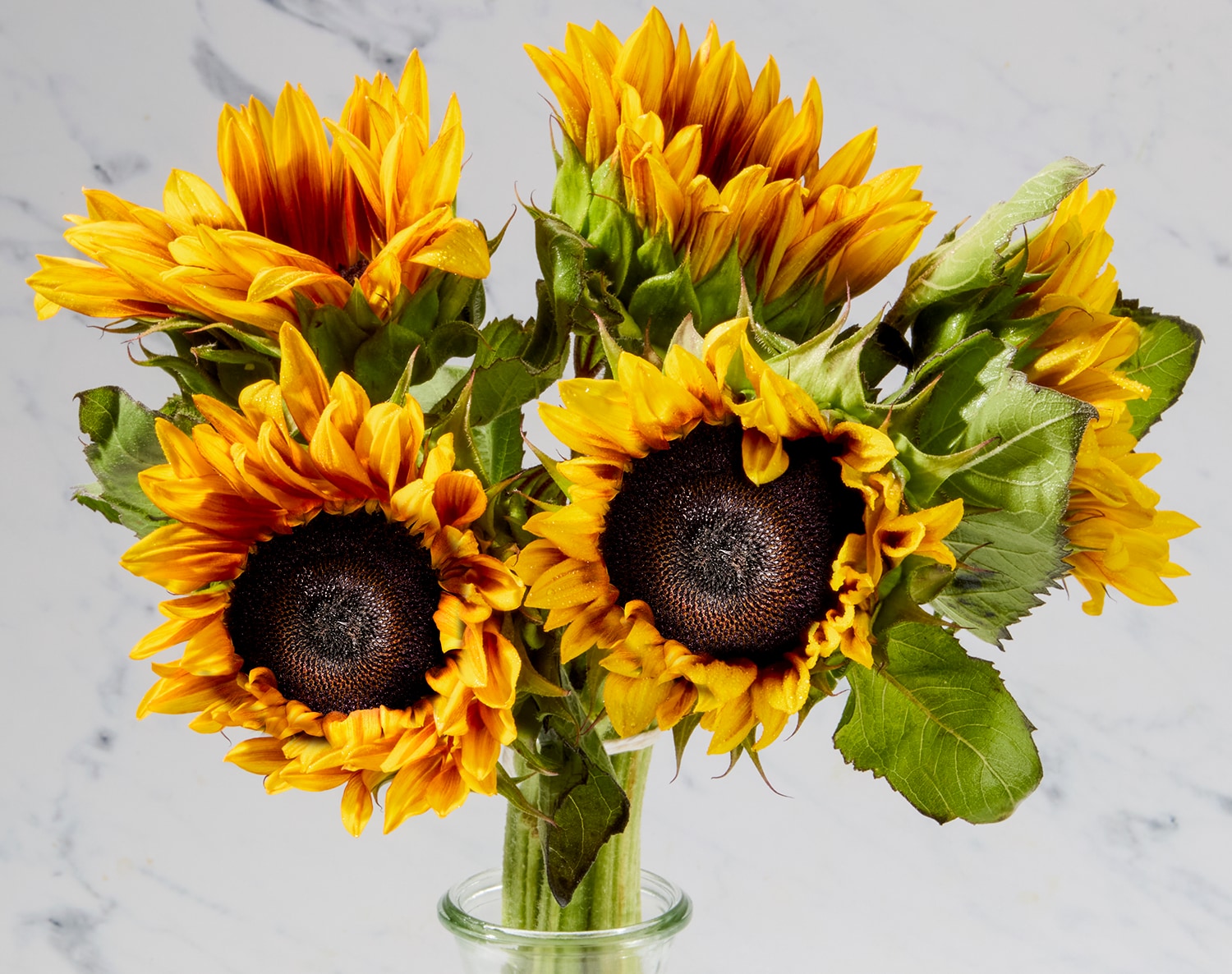 Wells Homestead Acres Mahogany Sunflower Bunch, Locally Grown