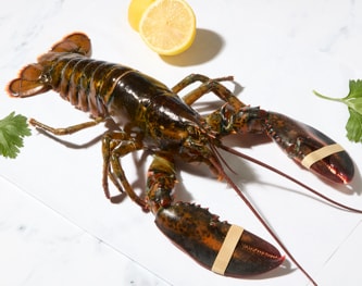 Live New Shell Lobster