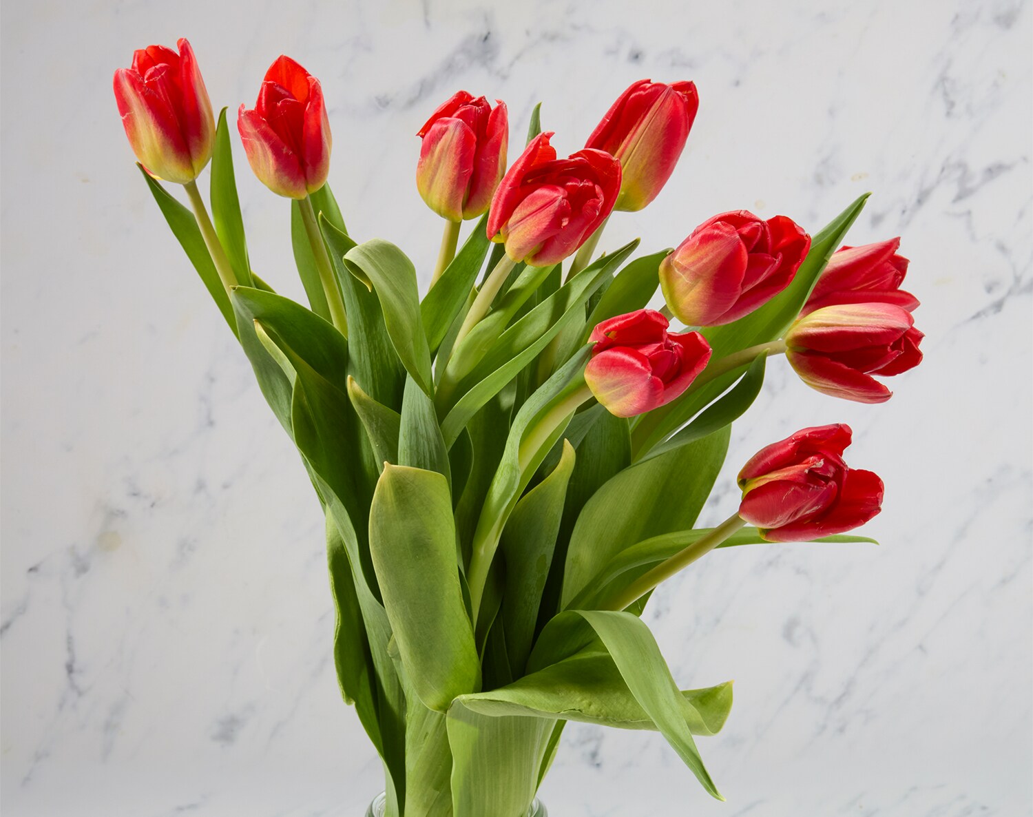 Tulips Bunch, Various Colors