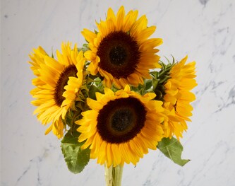 Lancaster Farm Fresh Cooperative Sunflower Bunch, Locally Grown
