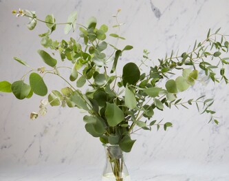 Lancaster Farm Fresh Cooperative Eucalyptus