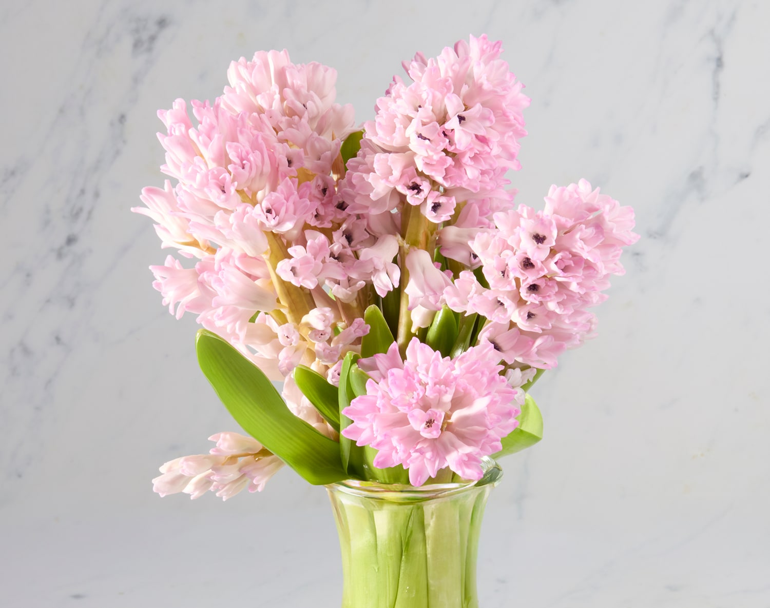 Spring Hyacinth, image 1 of 3 slides