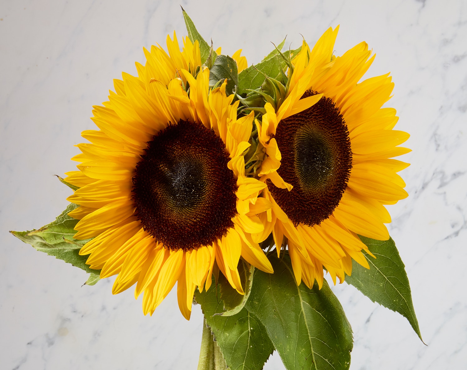 Wells Homestead Acres Sunflower Bunch, Locally Grown