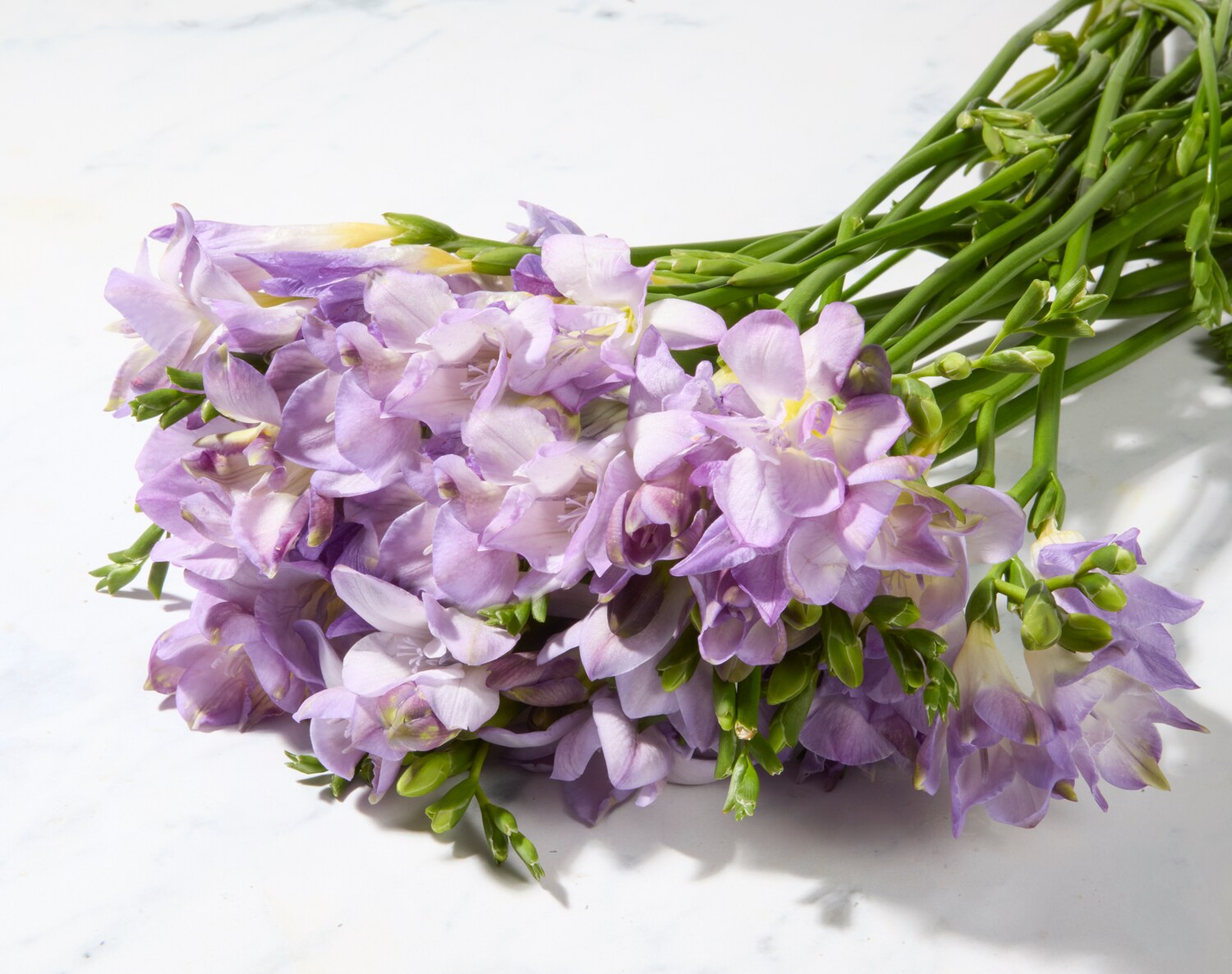 Fragrant Lavender Freesia, image 2 of 2 slides