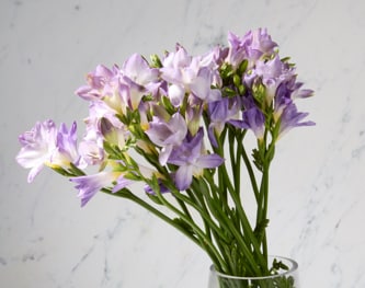 Fragrant Lavender Freesia