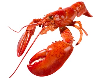 FreshDirect Steamed Lobster