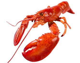 FreshDirect Steamed Lobster
