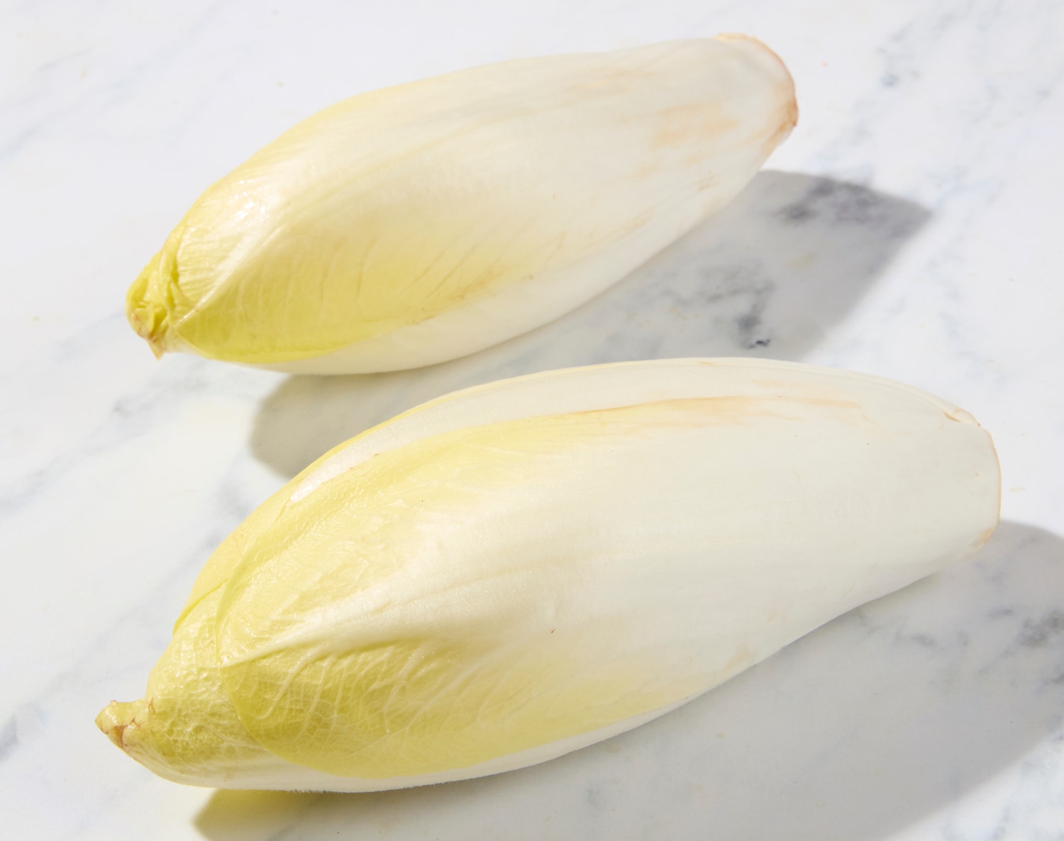 Belgian Endive