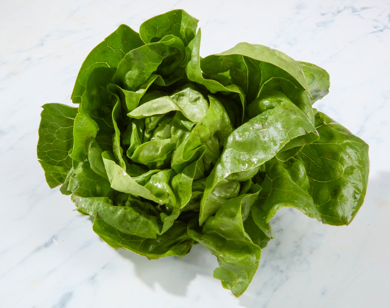Organic Boston Lettuce