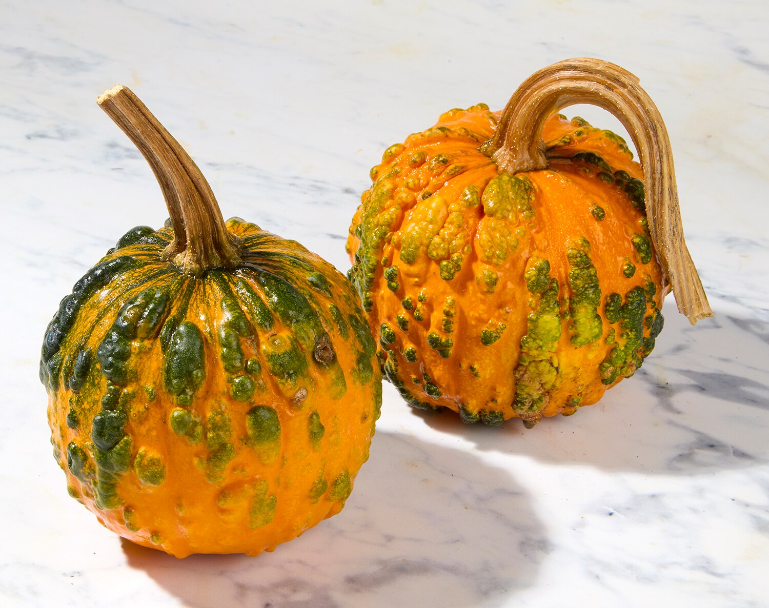Baby Knucklehead Pumpkin