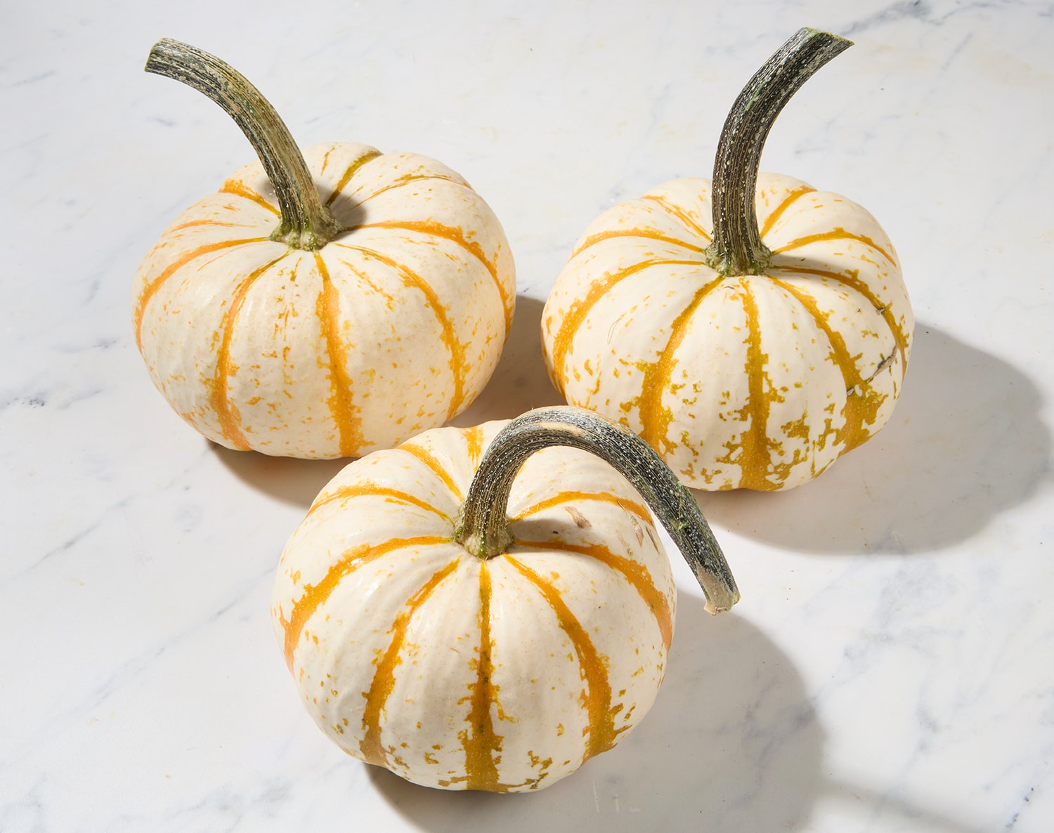 Bay Baby Farms Tiger Stripe Pumpkin