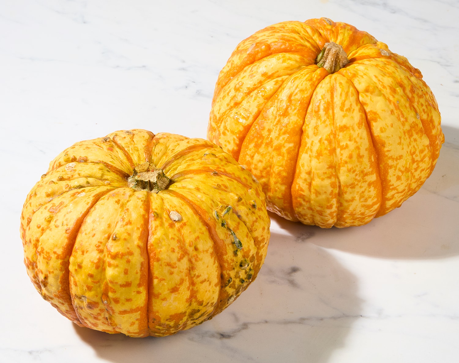 Bay Baby Farms Jester Pumpkin