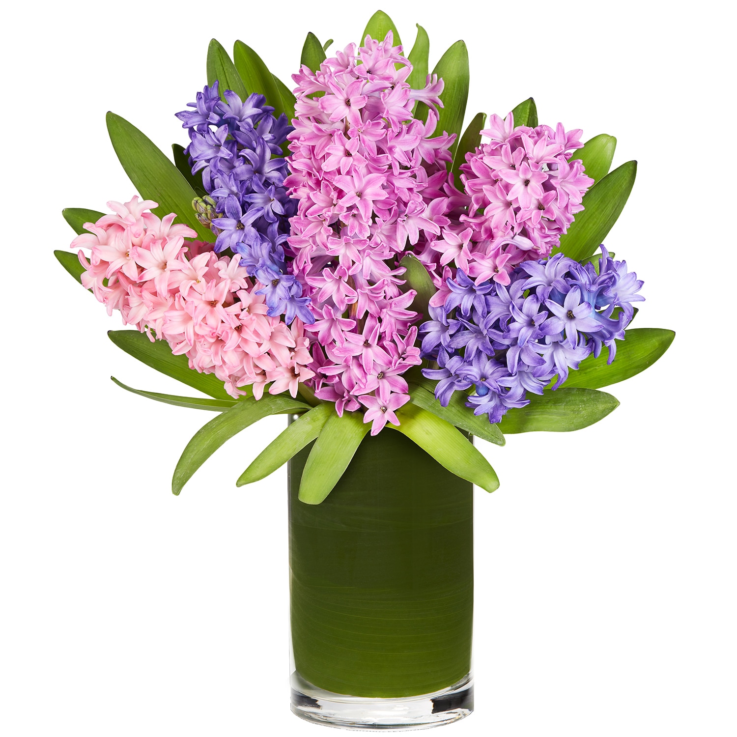 Spring Hyacinth