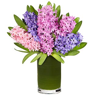 Spring Hyacinth