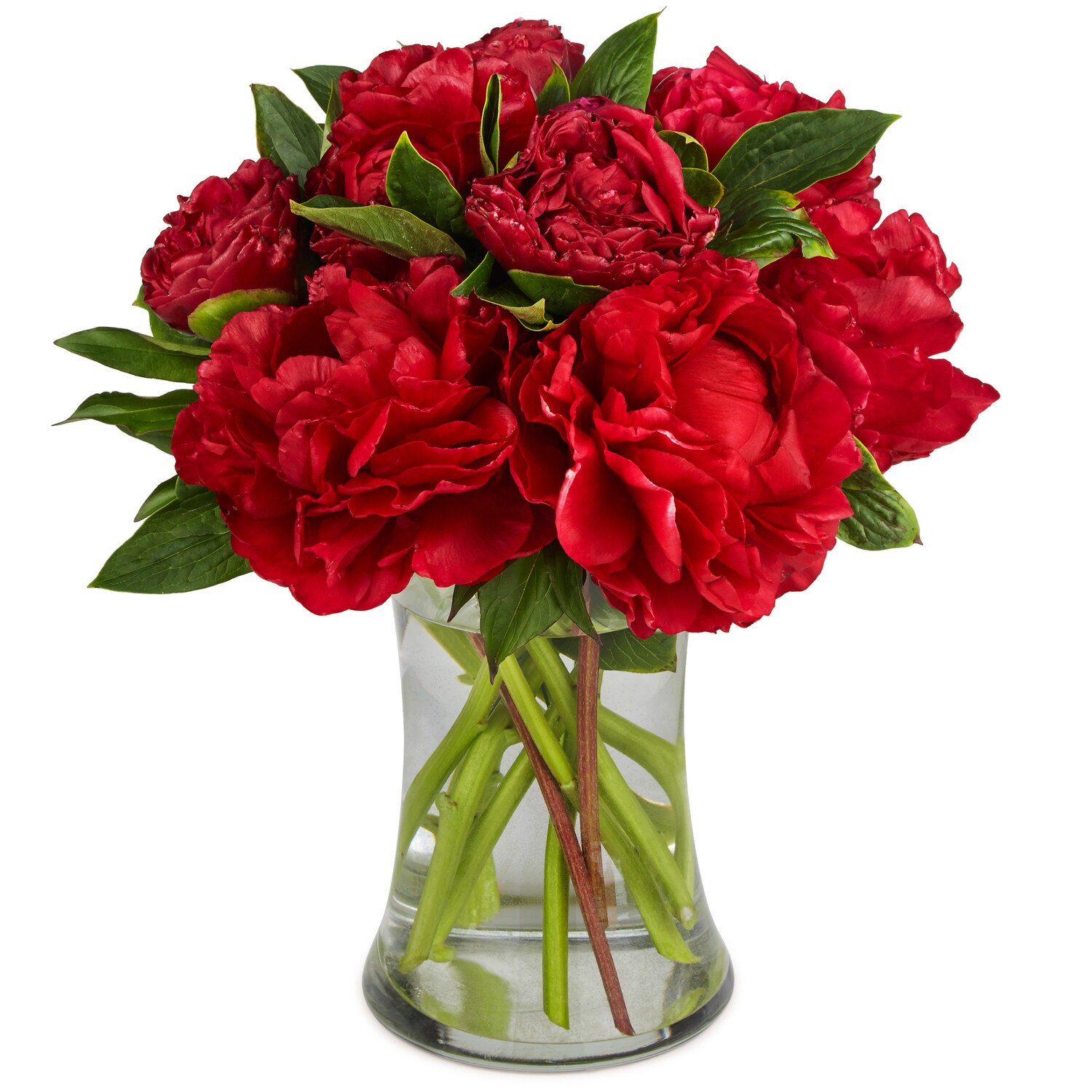 Red Charm Peony Bunch
