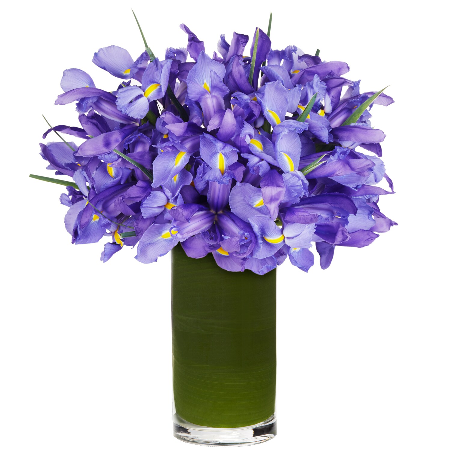 Telstar Iris, California Grown