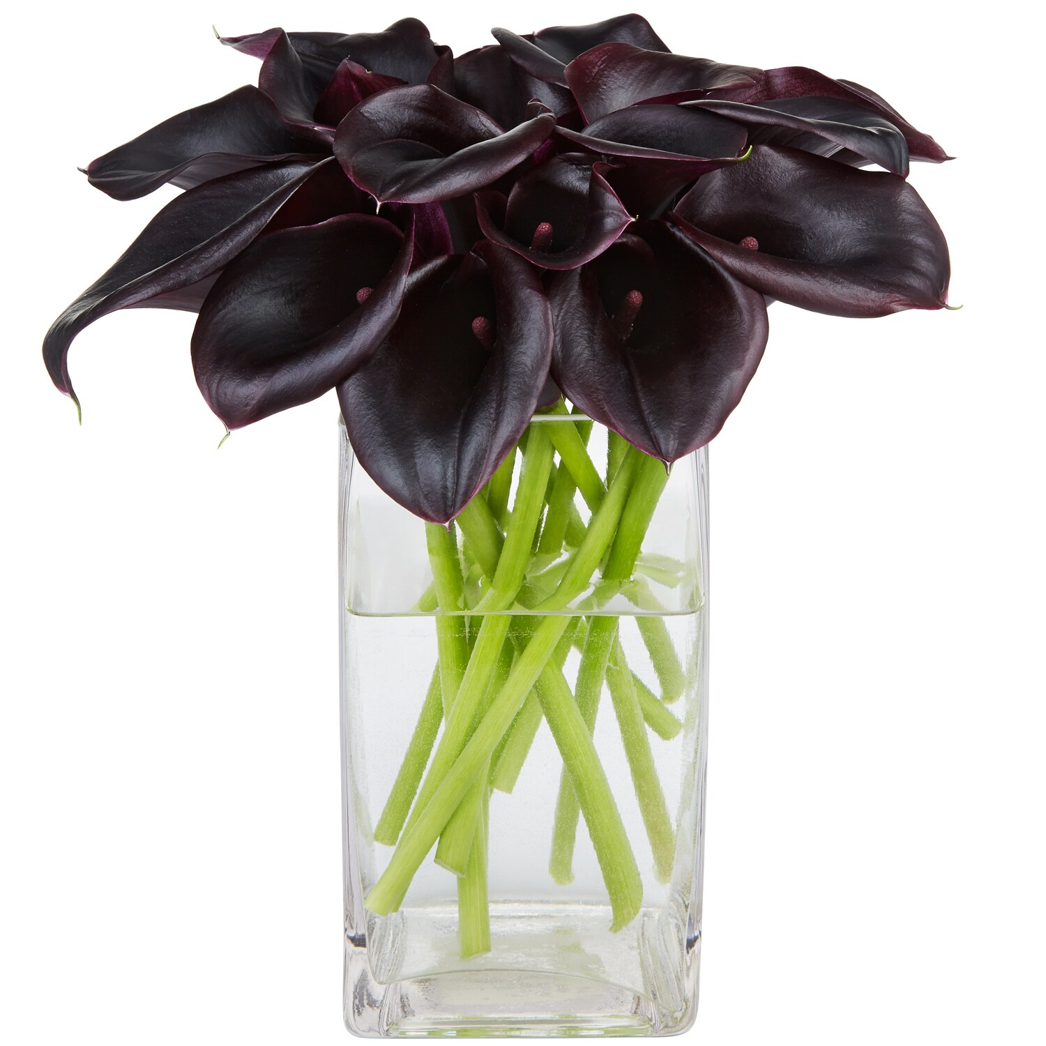 Black Calla Lilies, California Grown 