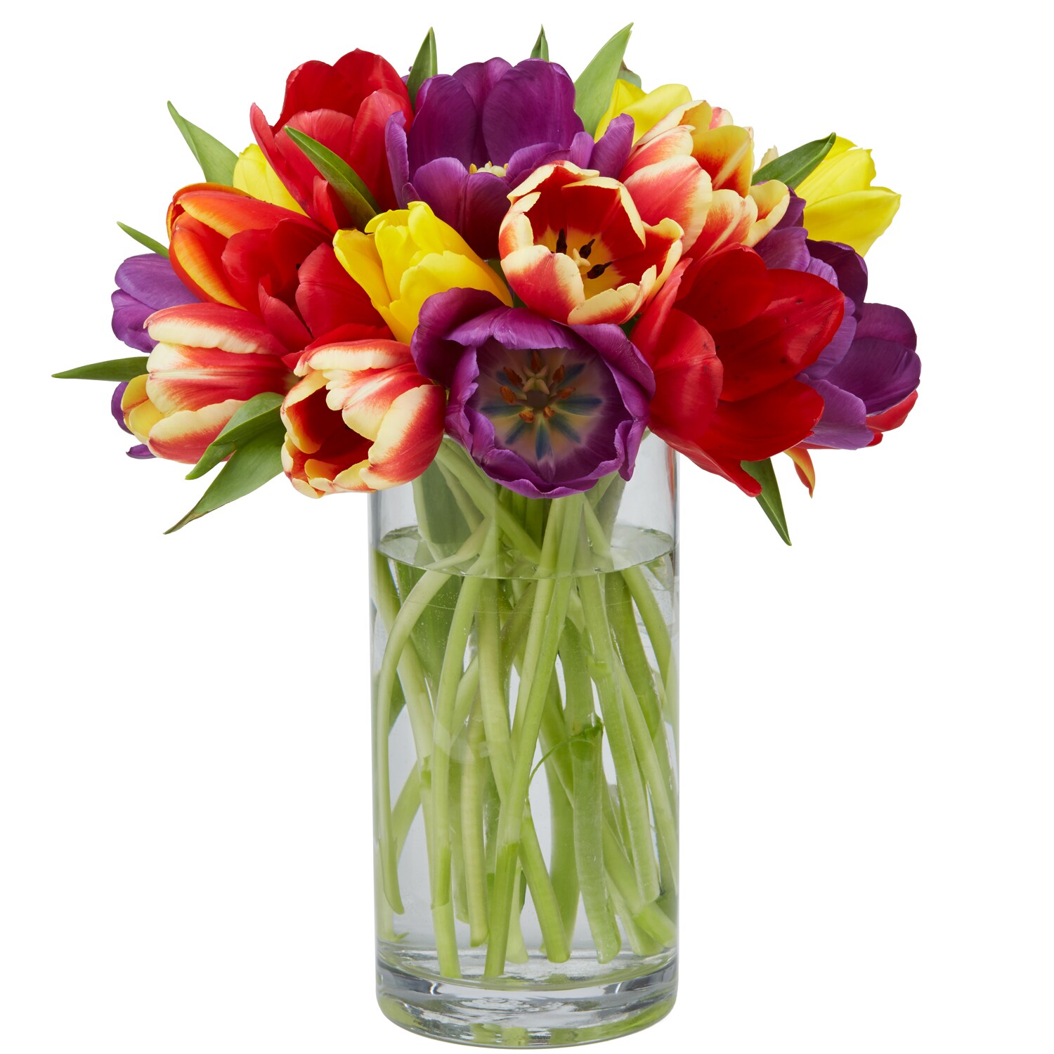 Rainbow Double Tulips