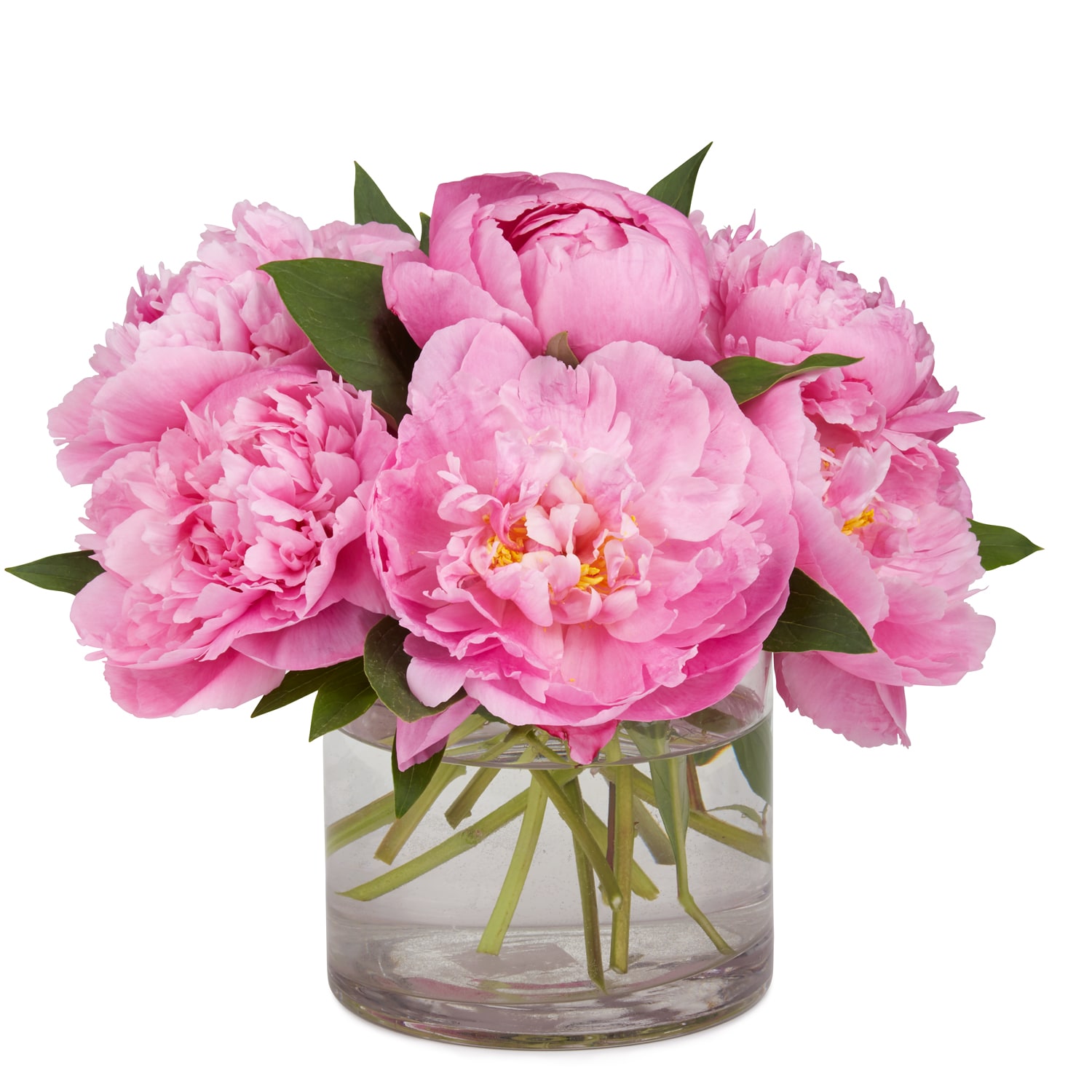 Wells Homestead Acres Spring Peonies, Locally Grown