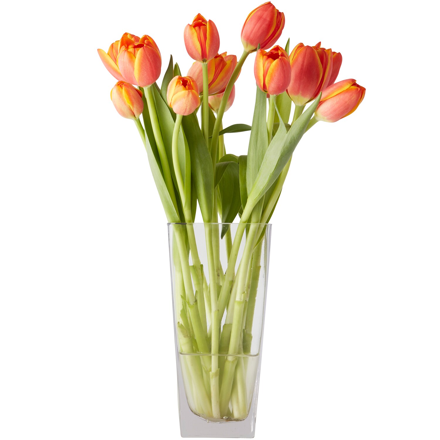 Tulips Bunch, Various Colors