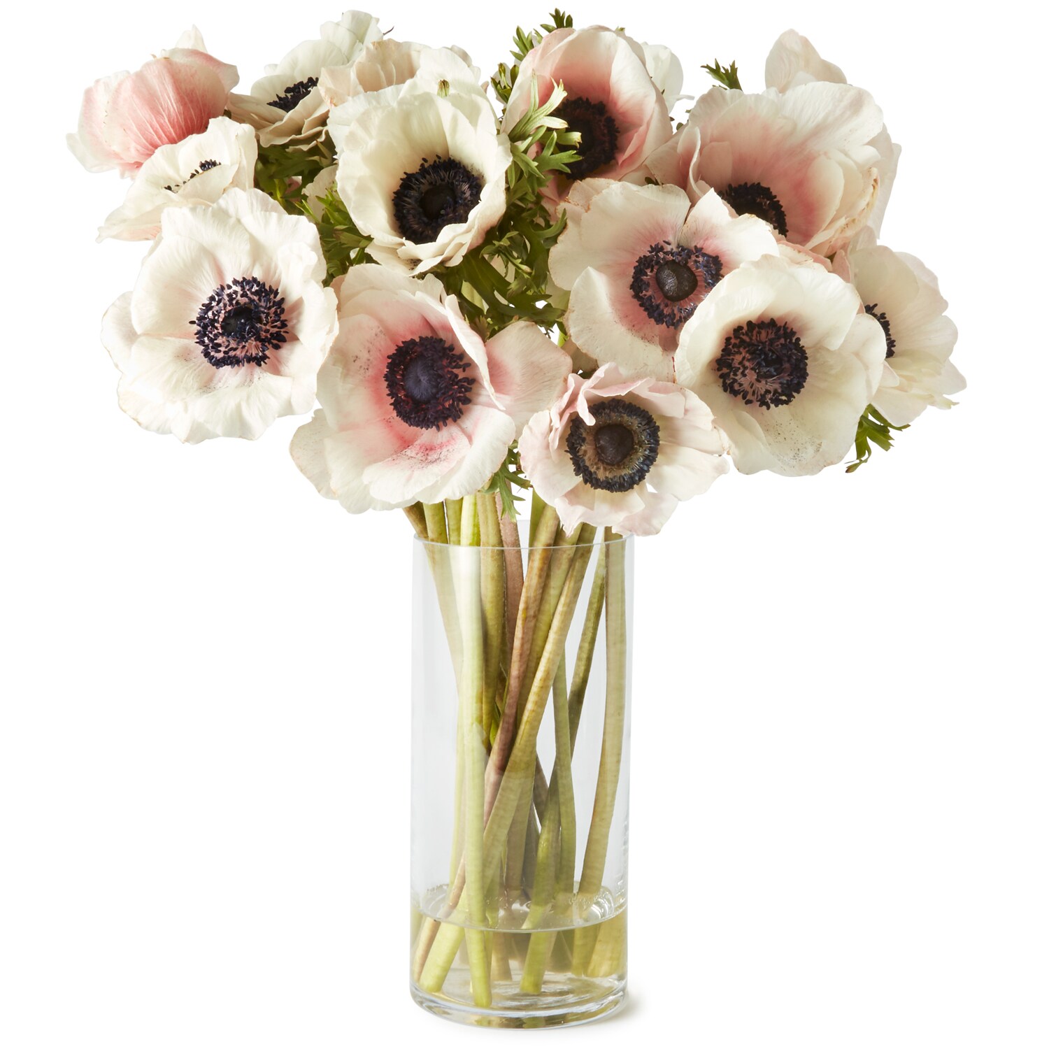 Anemone Bunch, Various Colors