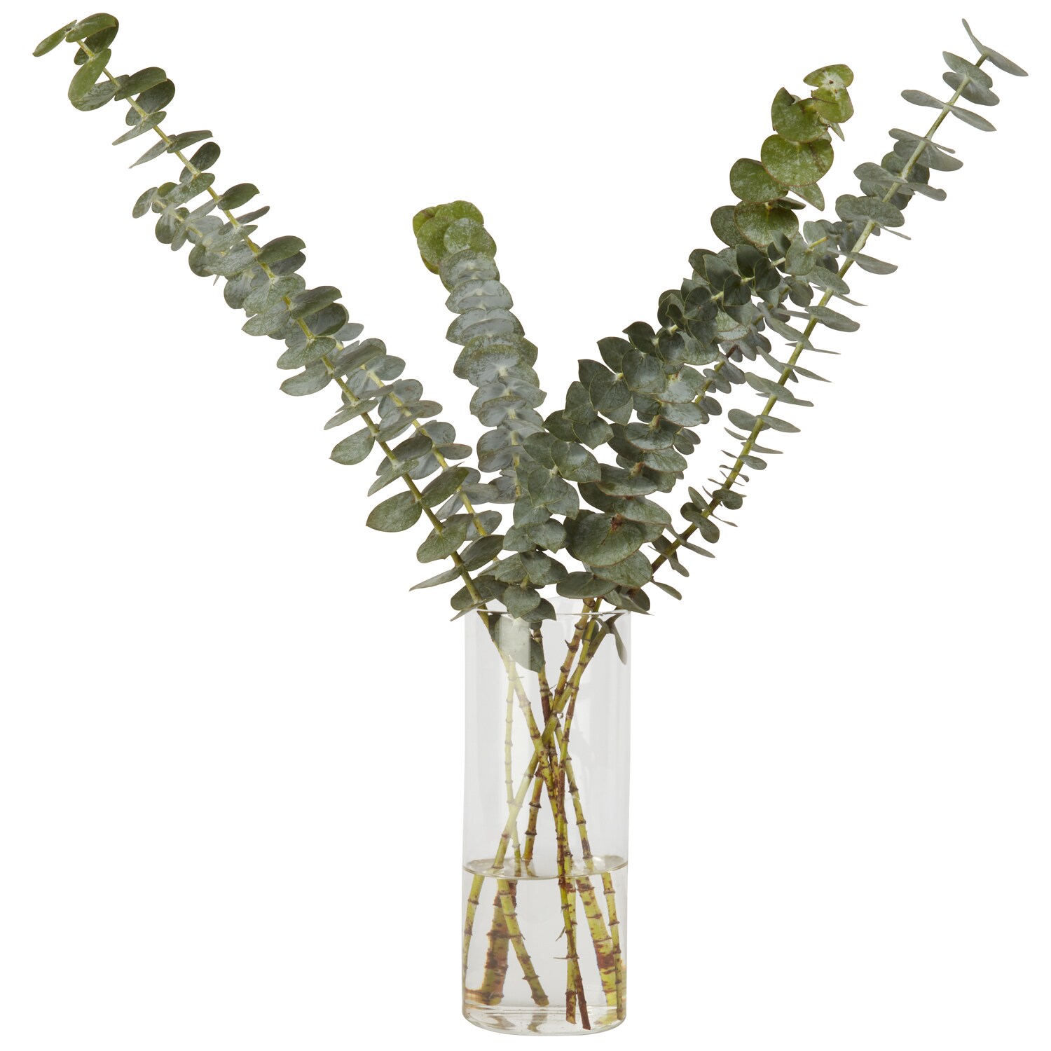 Eucalyptus Bunch