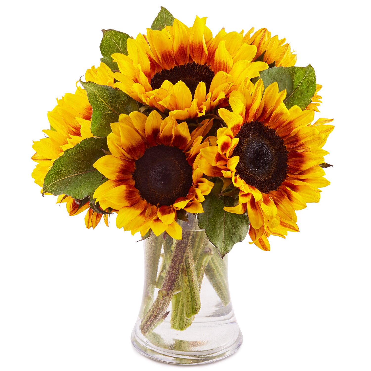 Wells Homestead Acres Mahogany Sunflower Bunch, Locally Grown