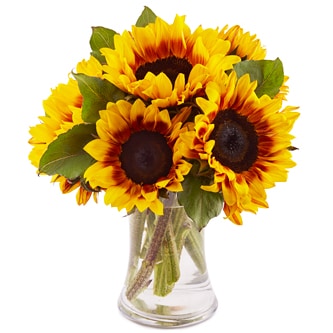 Wells Homestead Acres Mahogany Sunflower Bunch, Locally Grown