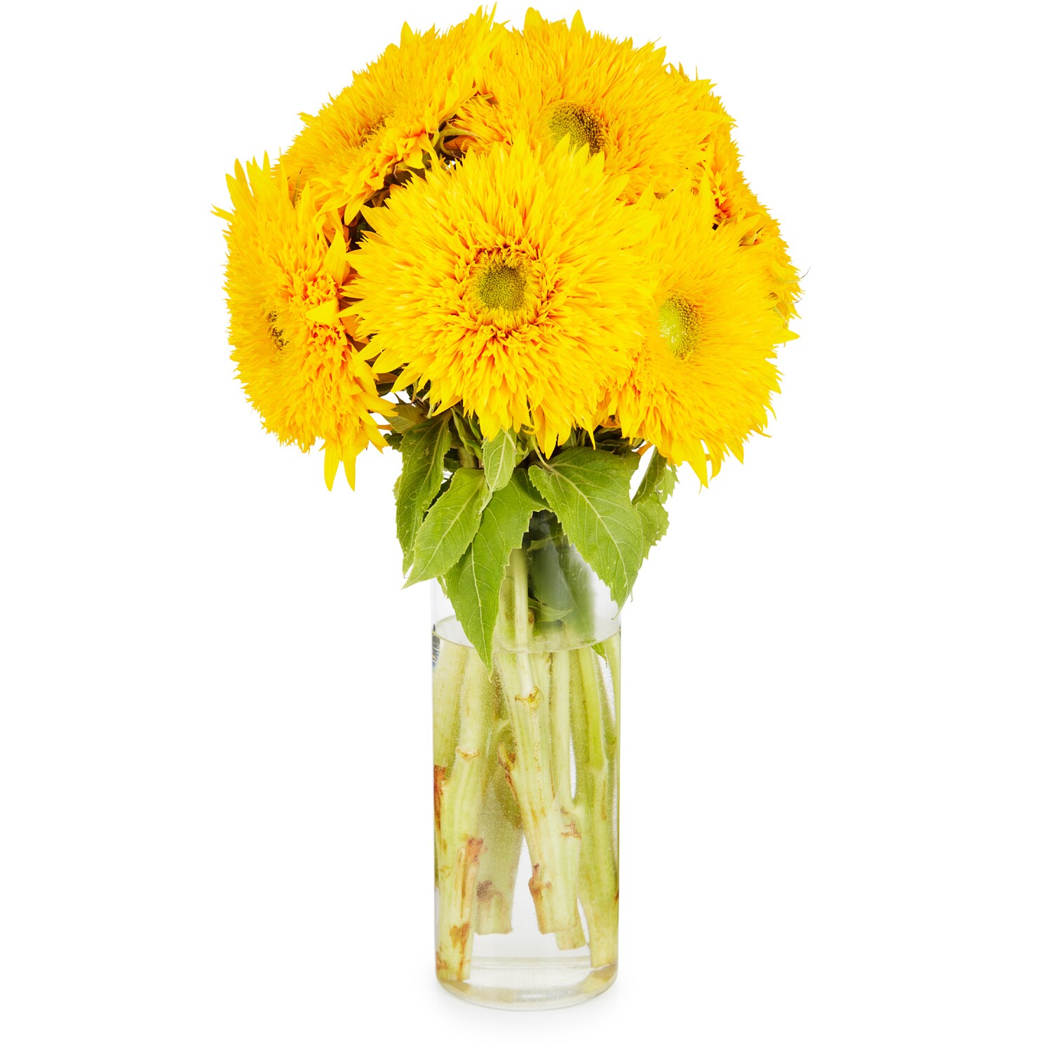 Wells Homestead Acres Teddy Bear Sunflower Bunch, Locally Grown