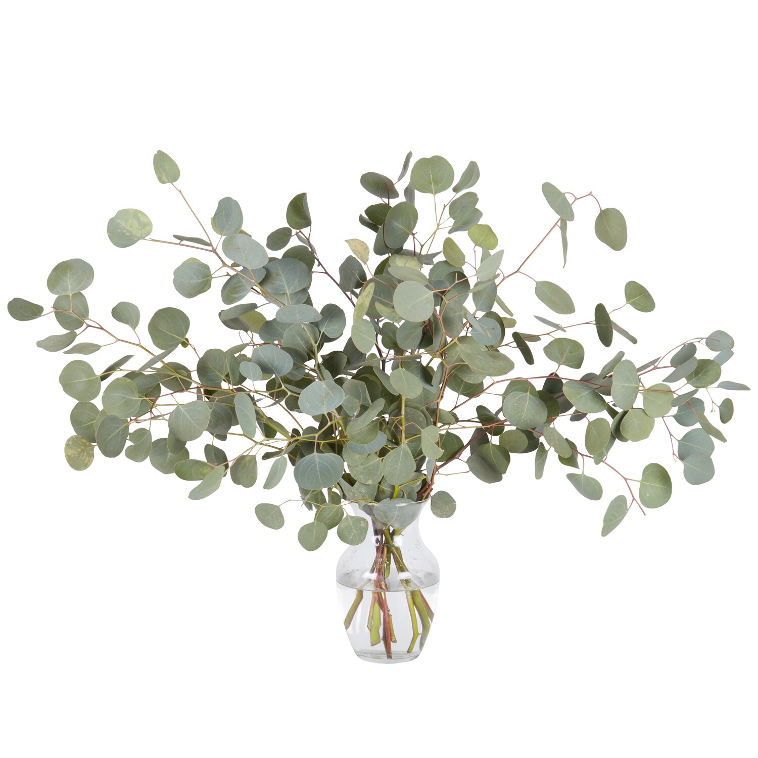 Silver Dollar Eucalyptus