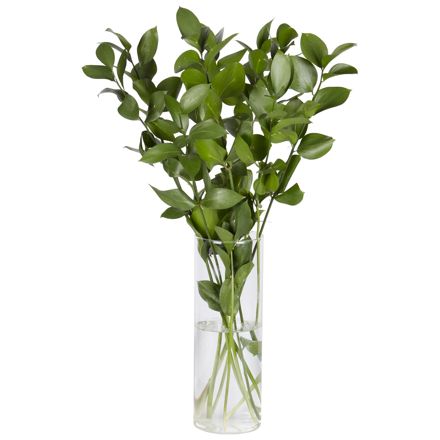 Ruscus Leaves