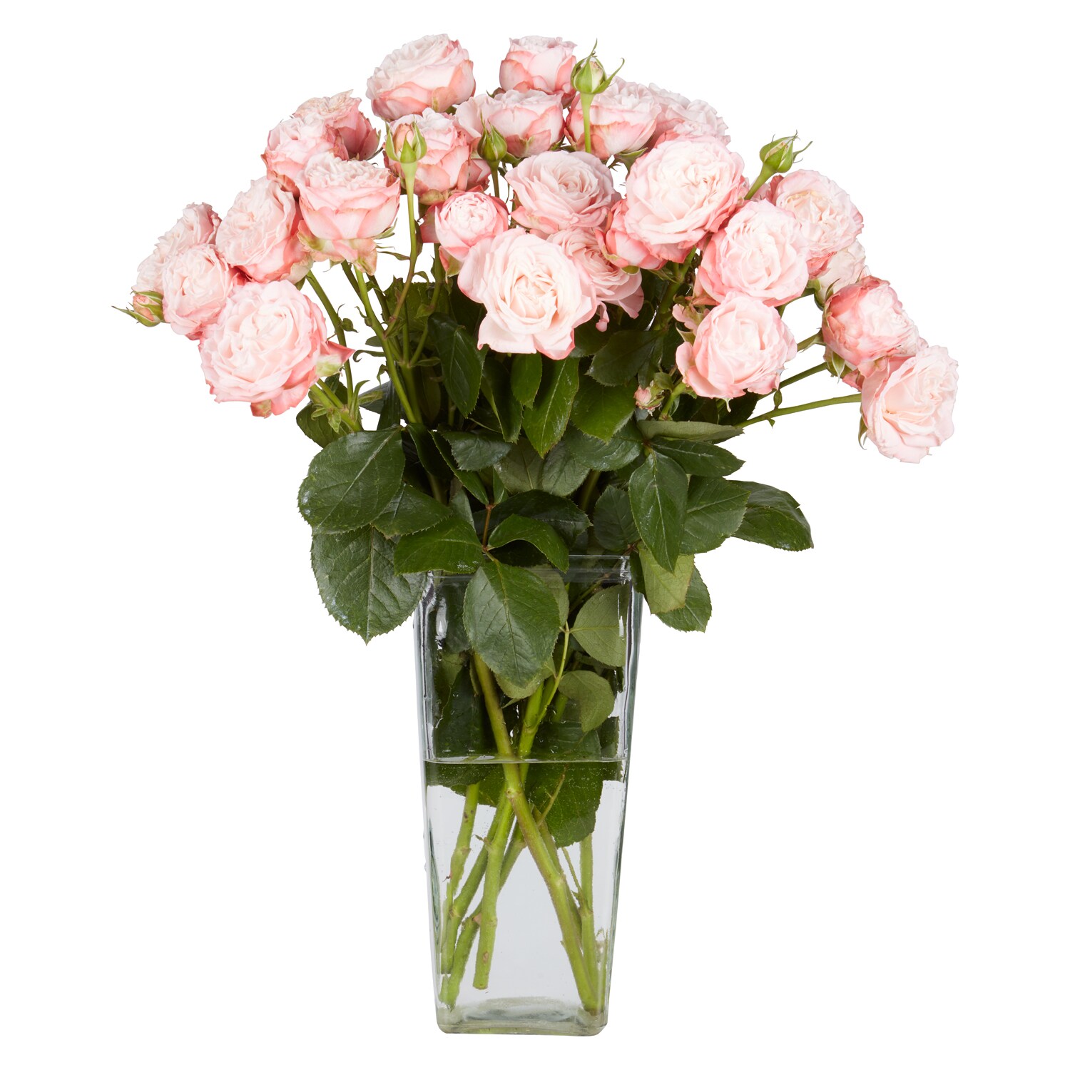 Garden Spray Roses, Various Colors