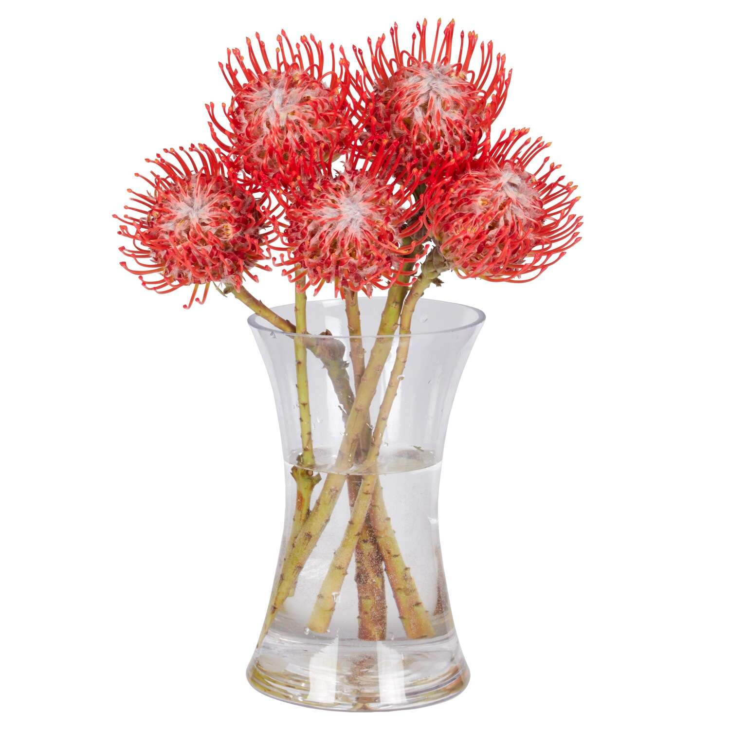 Pincushion Protea