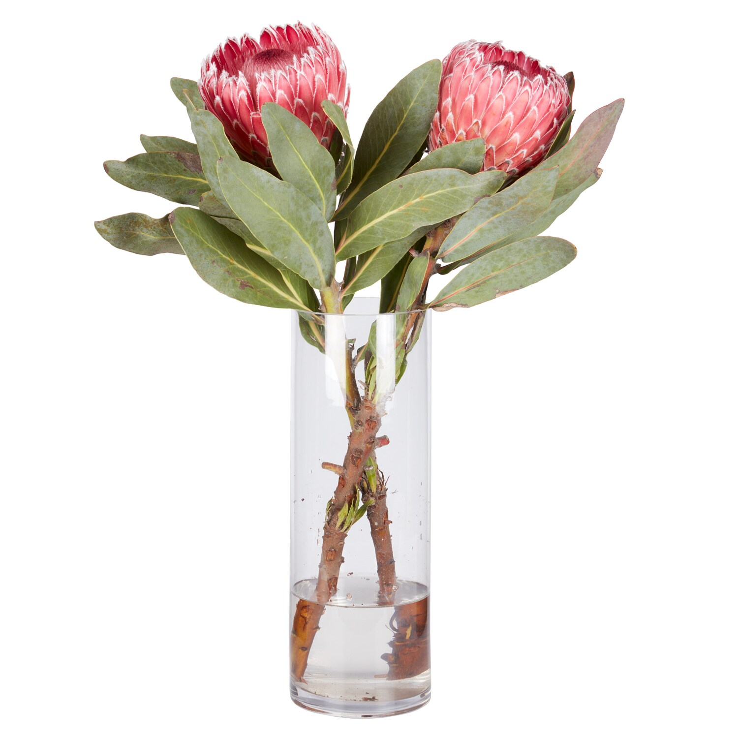 Empress Protea