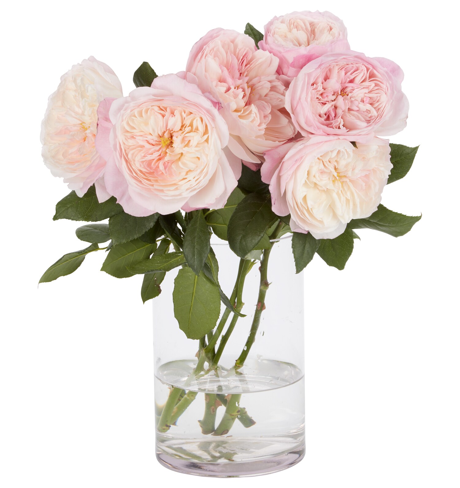 David Austin Half Dozen Roses, Various Colors