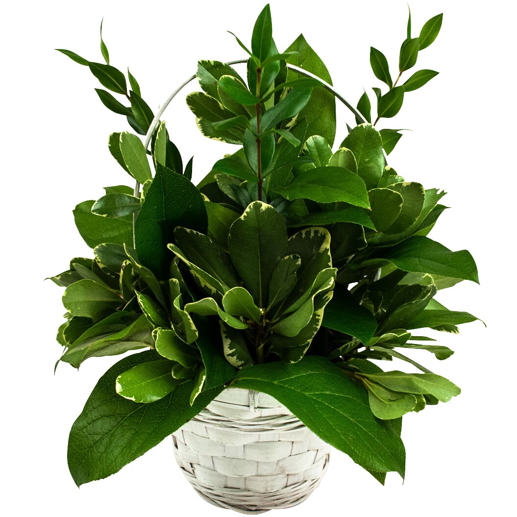 Just Add Flowers Collection, Greens in Wicker Basket