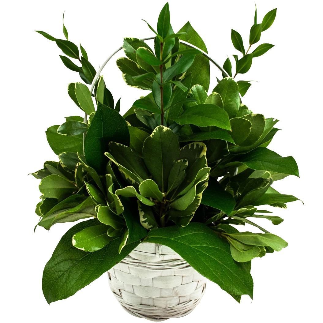 Just Add Flowers Collection, Greens in Wicker Basket