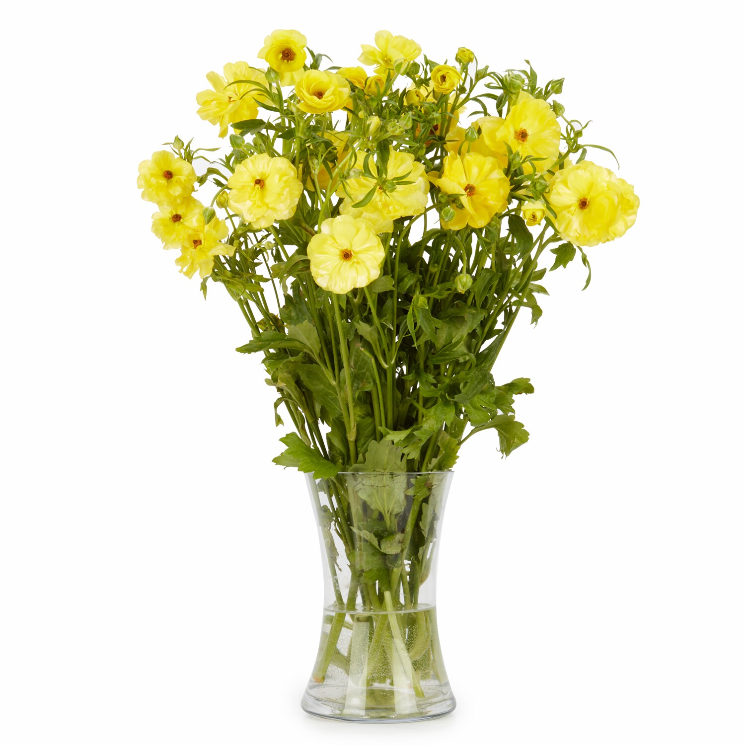 Butterfly Ranunculus, Various Colors