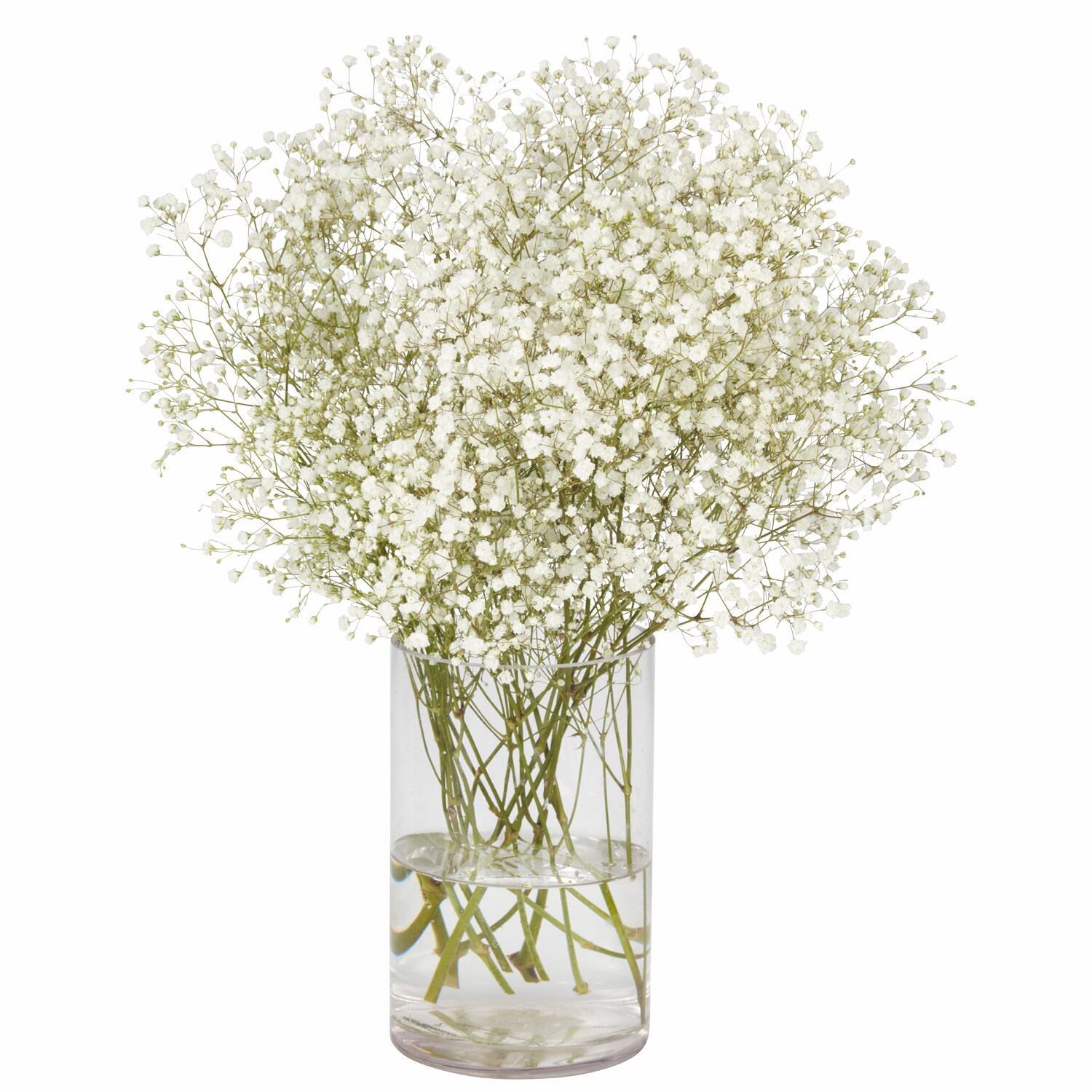 Baby's Breath Bunch