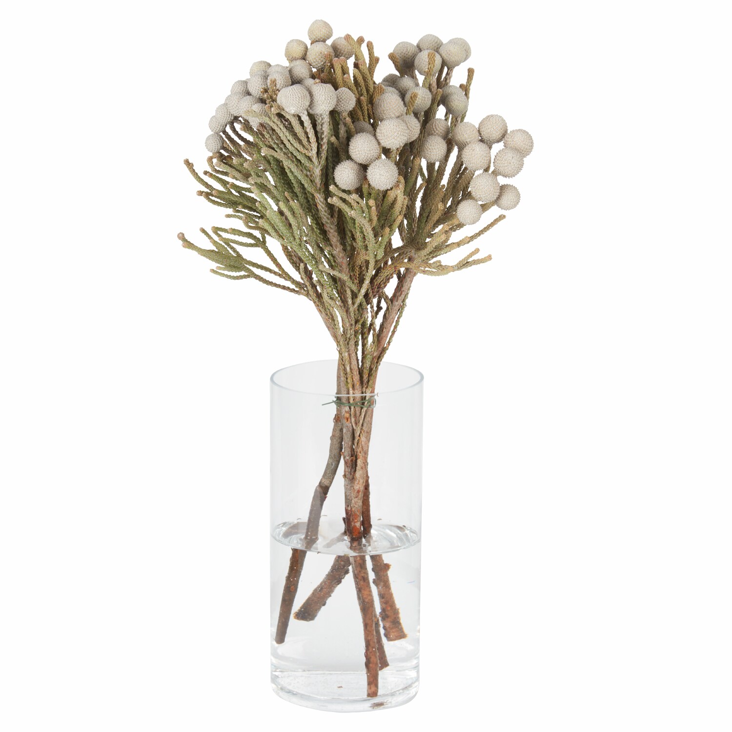 Silver Brunia