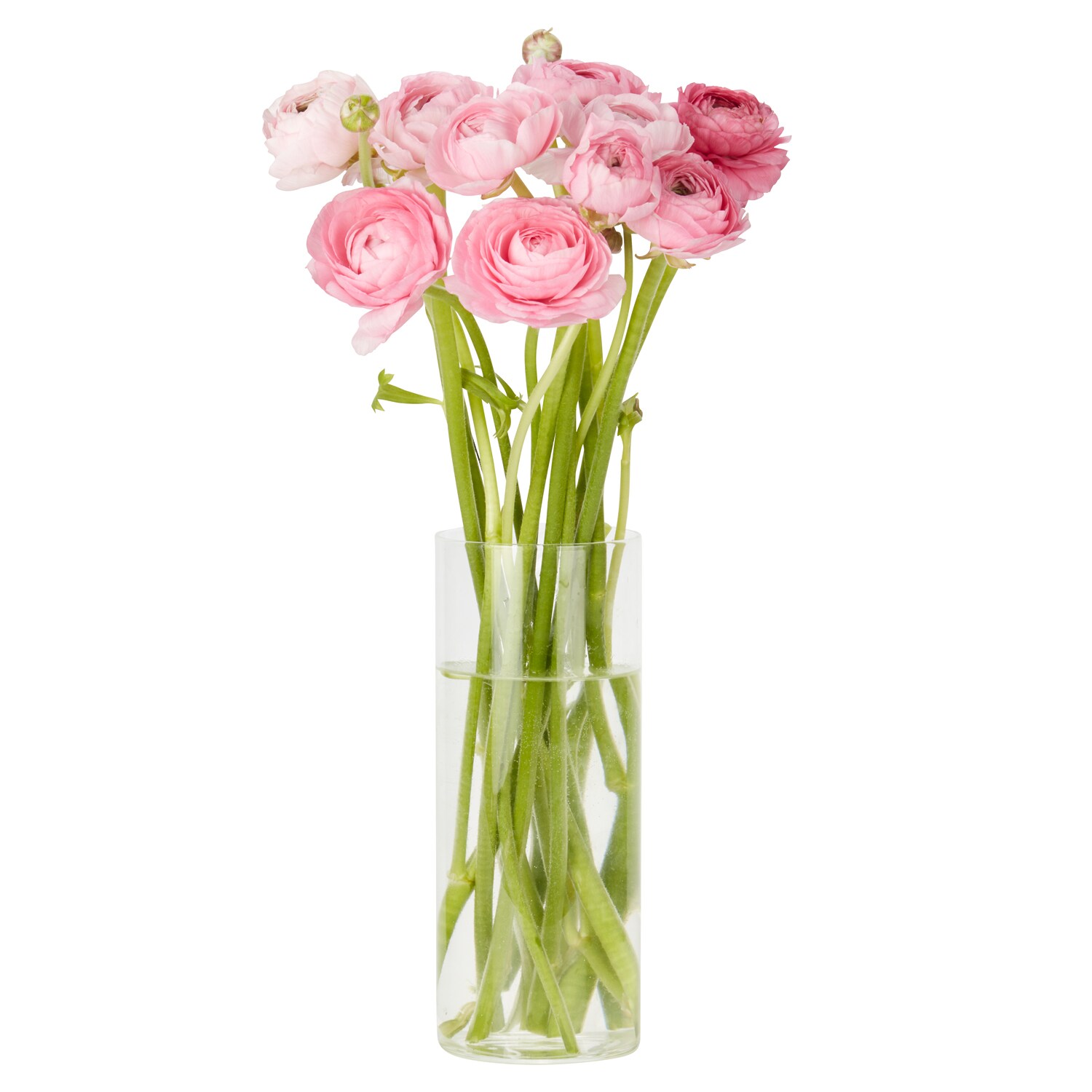 Ranunculus, Various Colors