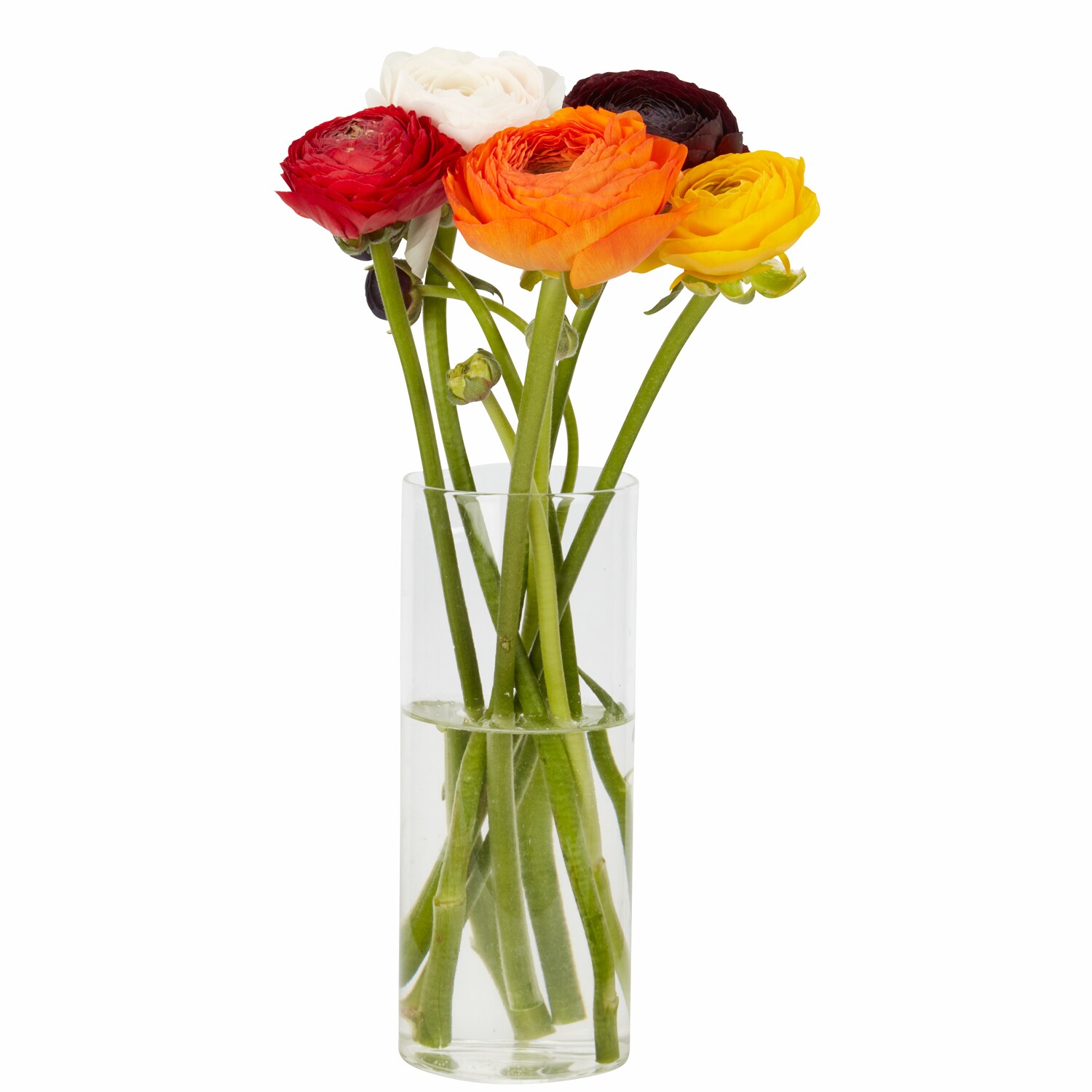 Italian Mixed Cloni Ranunculus