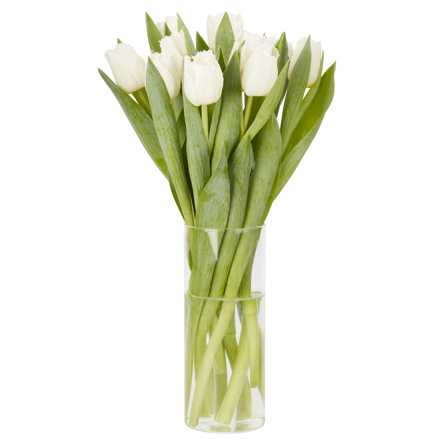 White Fringed Tulips