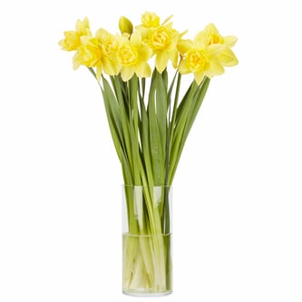 Double Daffodils